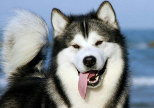 Alaska ( Malamut ) Kurdu