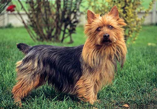Australian Terrier