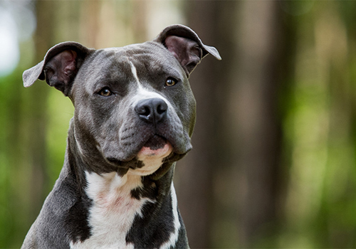 Amerikan Staffordshire Terrier