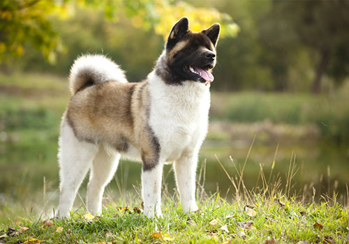 Japon ( Japanese ) Akita