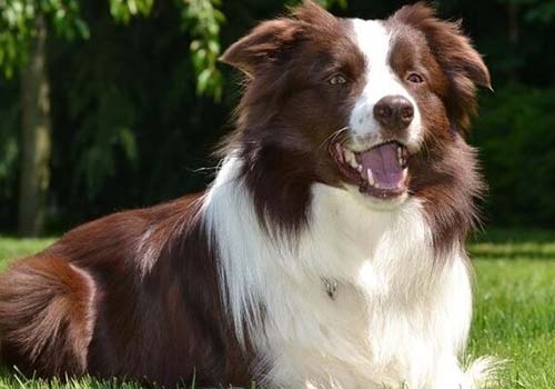 Border Collie