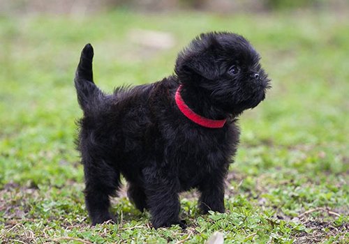 Affenpinscher