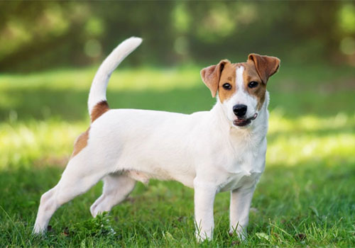 Jack Russell Terrier