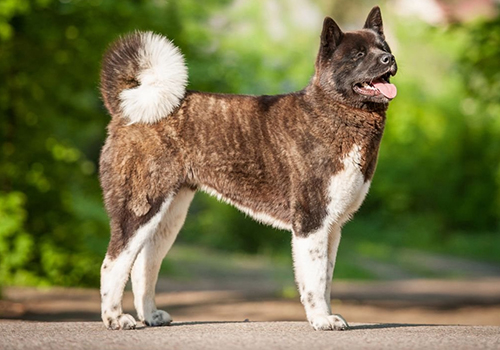 Amerikan Akita İnu
