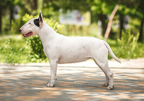 Bull Terrier