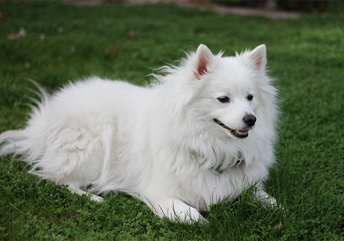 American Eskimo