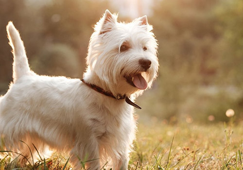 West Highland White Terrier