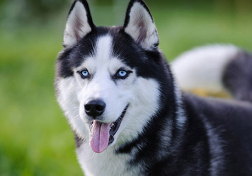 Sibirya Kurdu ( Husky )