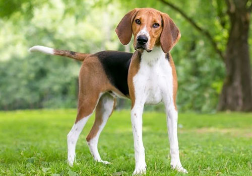 American Foxhound