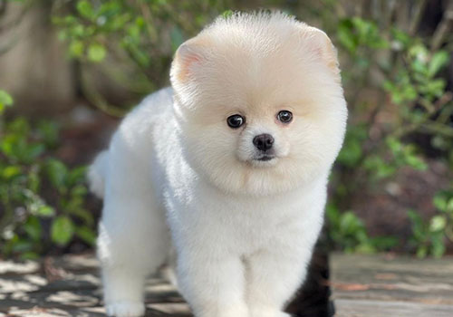 Pomeranian Boo