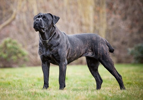 Cane Corso Italiano