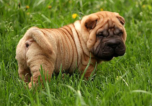 Shar Pei