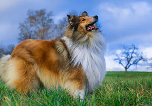 Collie ( Rough Collie )