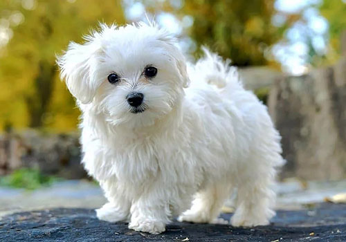 Maltese Terrier