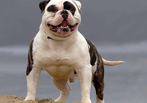 American Bulldog