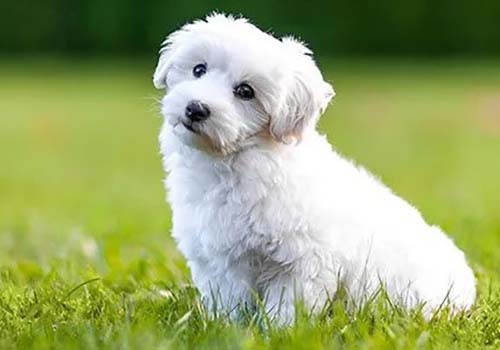 Bichon Frise