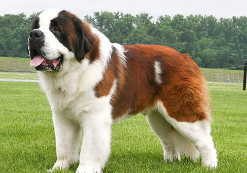 Saint Bernard