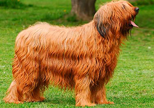 Briard