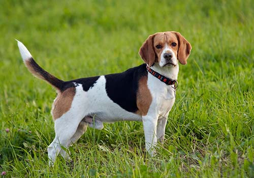 Beagle