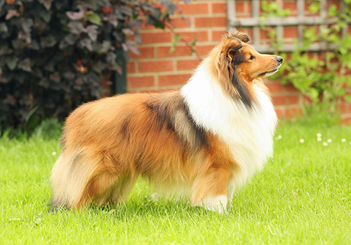 Shetland Çoban Köpeği