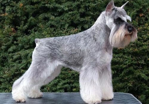 Schnauzer Standart