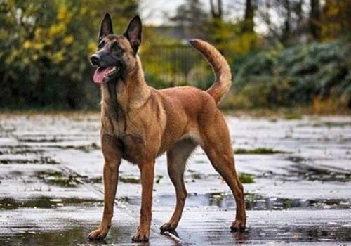 Belçika Malinois