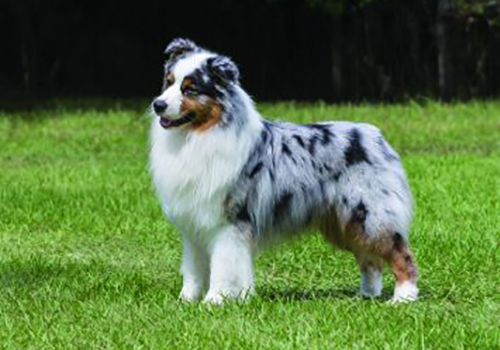 Australian Shepherd Dog