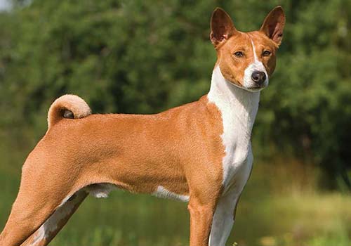 Basenji