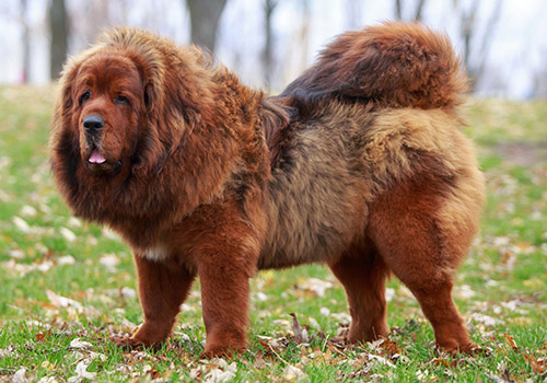 Tibet Mastiff