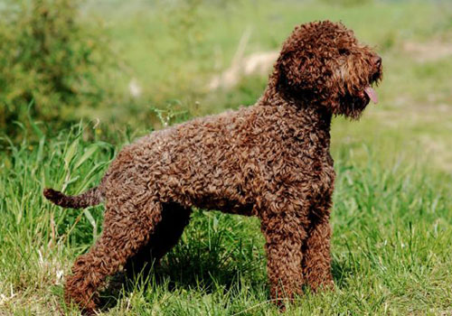 Lagotto Romagnolo