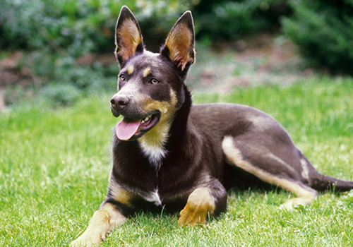 Australian Kelpie