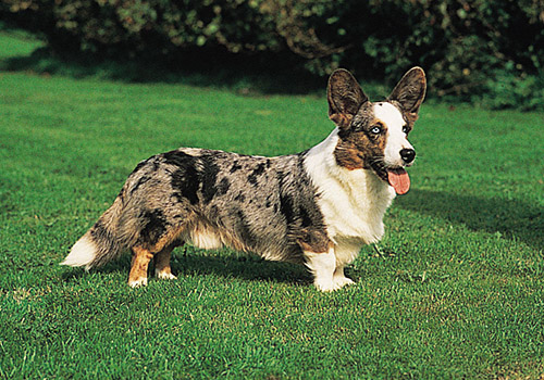 Welsh Corgi Cardigan