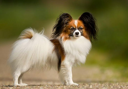 Papillon