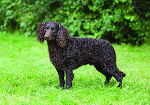 American Water Spaniel