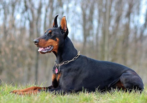Doberman Pinscher