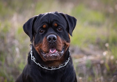 Rottweiler
