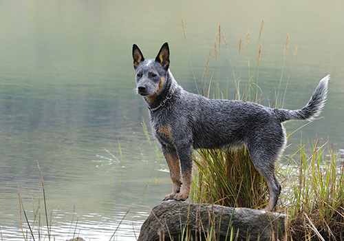 Australian Cattle Dog
