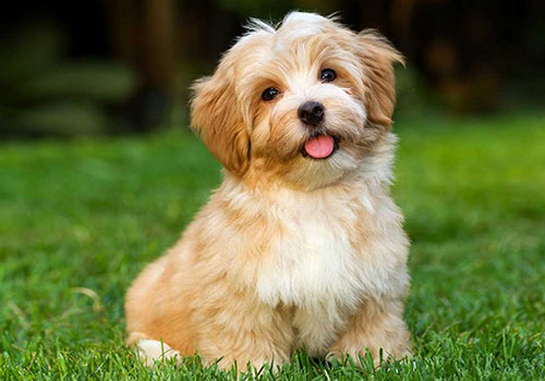 Havanese