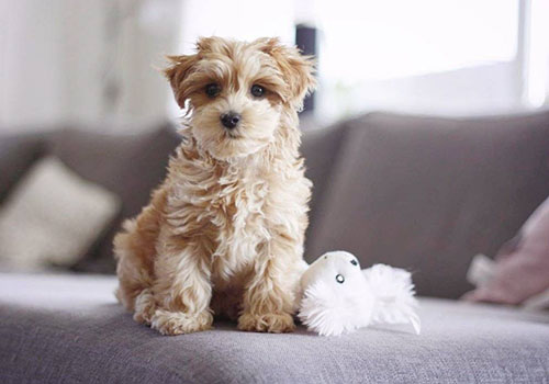 Maltipoo