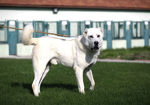 Akbaş