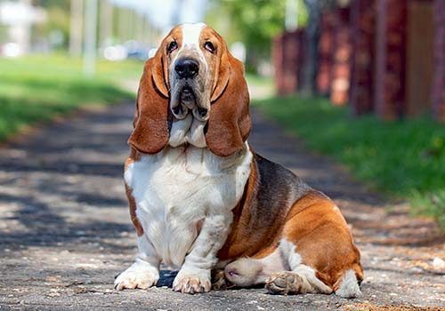 Basset Hound