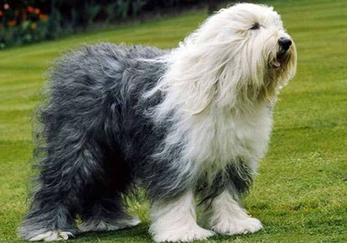 Old English Sheepdog ( Bobtail )
