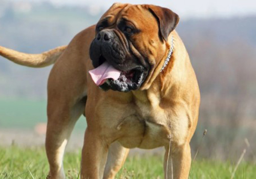 Bullmastiff