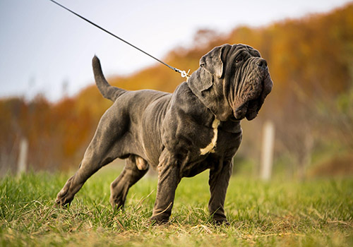 Napoliten Mastiff