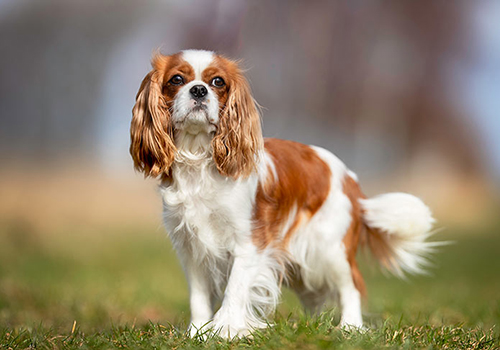 Cavalier King Charles Spaniel