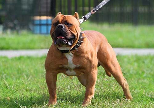 Bandogge Mastif