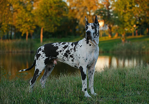 Great Dane- Danua