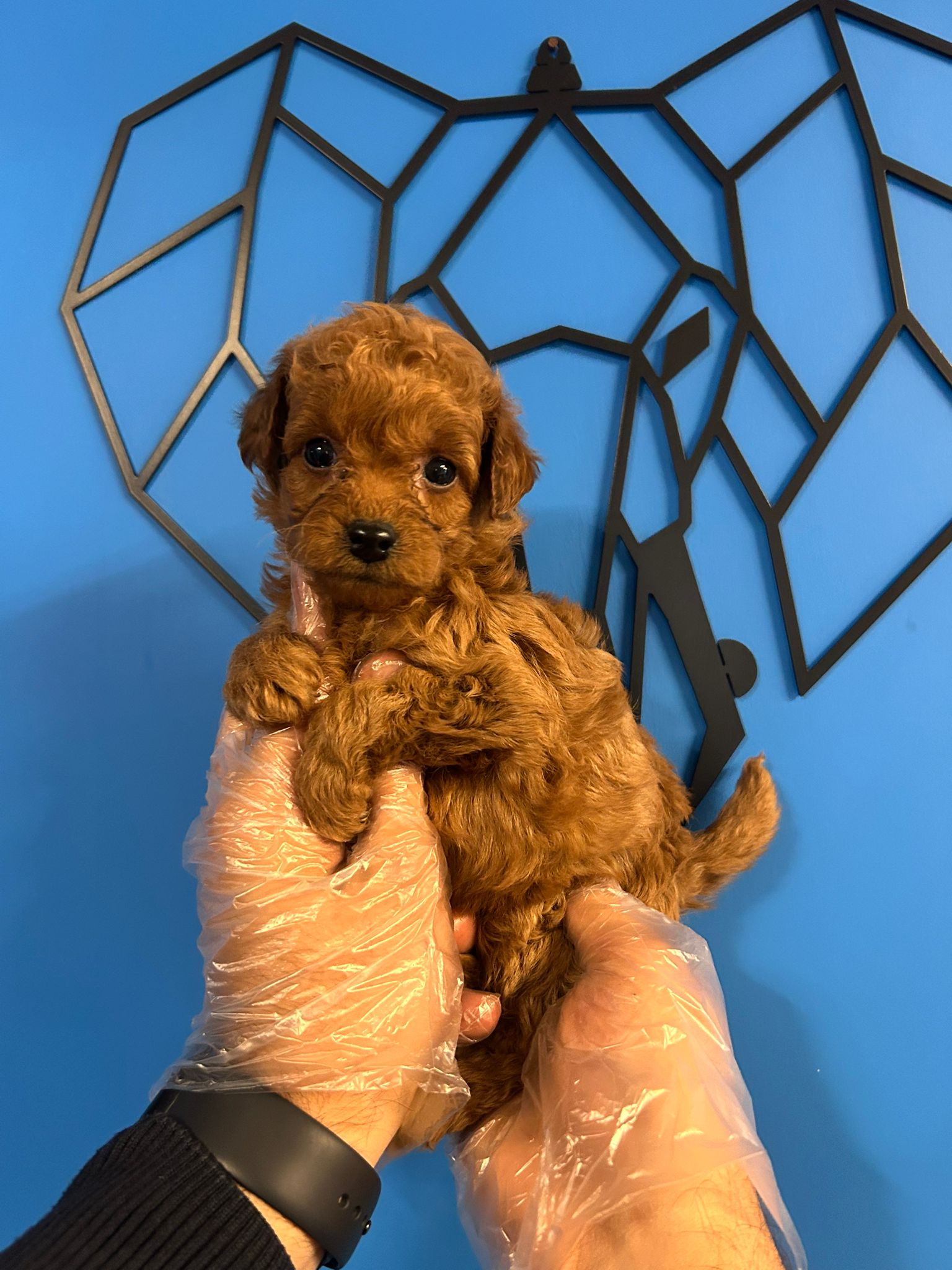 Toy Poodle: İdeal Aile Dostu ve Zeki Bir Irk