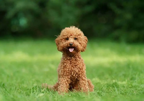 Poodle Toy ( Kaniş )