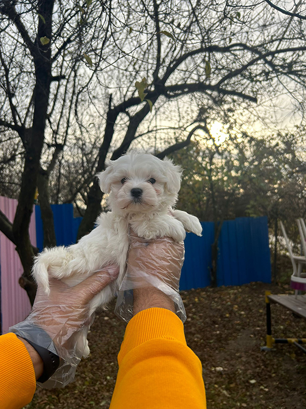 Maltese Terrier